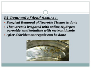 B] Removal of dead tissues :-
 Surgical Removal of Necrotic Tissues is done
 Then area is irrigated with saline,Hydrgen
peroxide, and betadine with metronidazole
 After debridement repair can be done
 