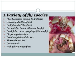 1.Variety of fly species
 Flies belonging mainly to diptheria
 Sarcohagidae(fleshflies)
 Calliphoridae(blowflies)
 Dermatobia hominis(human botfly)
 Cordylobia anthropo-phaga(thumb fly)
 Chrysomya bezziana
 Cochliomyia hominivorax
 Musca domestica
 Oestrus ovis
 Wohlfahrtia magnifica
 
