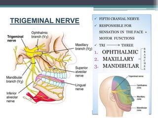  FIFTH CRANIAL NERVE
 RESPONSIBLE FOR
SENSATION IN THE FACE +
MOTOR FUNCTIONS
 TRI THREE
1. OPHTHALMIC
2. MAXILLARY
3. MANDIBULAR
TRIGEMINAL NERVE
B
R
A
N
C
H
E
S
 
