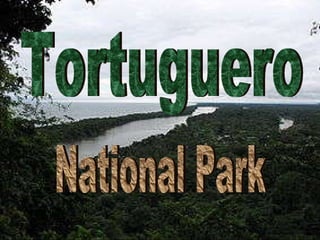 Tortuguero National Park 