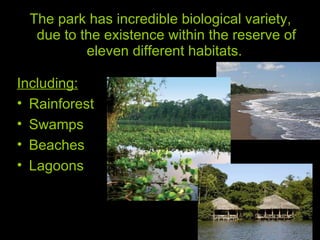 The park has incredible biological variety, due to the existence within the reserve of eleven different habitats.  Including:   Rainforest Swamps Beaches Lagoons 