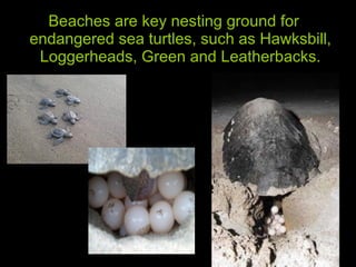 Beaches are key nesting ground for endangered sea turtles, such as Hawksbill, Loggerheads, Green and Leatherbacks. 
