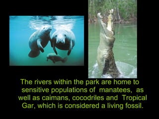 The rivers within the park are home to sensitive populations of  manatees,  as well as caimans, cocodriles and  Tropical Gar, which is considered a living fossil. 