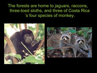 The forests are home to jaguars, raccons, three-toed sloths, and three of Costa Rica´s four species of monkey. 