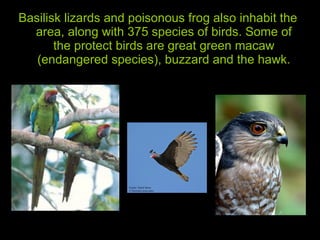 Basilisk lizards and poisonous frog also inhabit the area, along with 375 species of birds. Some of the protect birds are great green macaw (endangered species), buzzard and the hawk. 