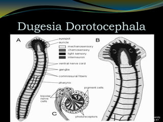 Dugesia DorotocephalaBellarmine University 2001 Louisville KY