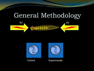 General Methodology6V6VControlExperimental