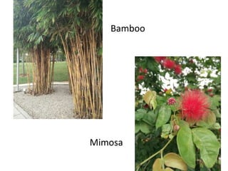 Bamboo
Mimosa
 