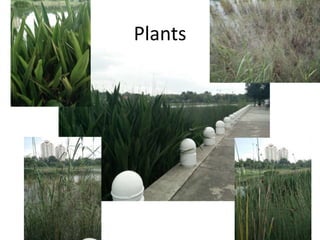 Plants
 