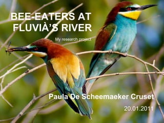 BEE-EATERS AT  FLUVIÀ’S RIVER Paula De Scheemaeker Cruset 20.01.2011 My research project 