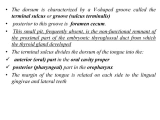 • The dorsum is characterized by a V-shaped groove called the
terminal sulcus or groove (sulcus terminalis)
• posterior to this groove is foramen cecum.
• This small pit, frequently absent, is the non-functional remnant of
the proximal part of the embryonic thyroglossal duct from which
the thyroid gland developed
• The terminal sulcus divides the dorsum of the tongue into the:
 anterior (oral) part in the oral cavity proper
 posterior (pharyngeal) part in the oropharynx
• The margin of the tongue is related on each side to the lingual
gingivae and lateral teeth

 