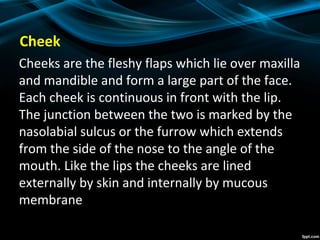 Cheek
Cheeks are the fleshy flaps which lie over maxilla
and mandible and form a large part of the face.
Each cheek is continuous in front with the lip.
The junction between the two is marked by the
nasolabial sulcus or the furrow which extends
from the side of the nose to the angle of the
mouth. Like the lips the cheeks are lined
externally by skin and internally by mucous
membrane
 