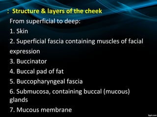 From superficial to deep:
1. Skin
2. Superficial fascia containing muscles of facial
expression
3. Buccinator
4. Buccal pad of fat
5. Buccopharyngeal fascia
6. Submucosa, containing buccal (mucous)
glands
7. Mucous membrane
Structure & layers of the cheek:
 