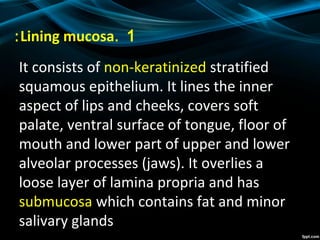 1.Lining mucosa:
It consists of non-keratinized stratified
squamous epithelium. It lines the inner
aspect of lips and cheeks, covers soft
palate, ventral surface of tongue, floor of
mouth and lower part of upper and lower
alveolar processes (jaws). It overlies a
loose layer of lamina propria and has
submucosa which contains fat and minor
salivary glands
 