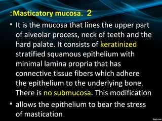 2.Masticatory mucosa:
• It is the mucosa that lines the upper part
of alveolar process, neck of teeth and the
hard palate. It consists of keratinized
stratified squamous epithelium with
minimal lamina propria that has
connective tissue fibers which adhere
the epithelium to the underlying bone.
There is no submucosa. This modification
• allows the epithelium to bear the stress
of mastication
 