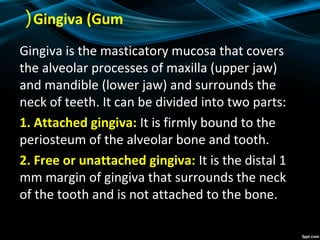 Gingiva (Gum(
Gingiva is the masticatory mucosa that covers
the alveolar processes of maxilla (upper jaw)
and mandible (lower jaw) and surrounds the
neck of teeth. It can be divided into two parts:
1. Attached gingiva: It is firmly bound to the
periosteum of the alveolar bone and tooth.
2. Free or unattached gingiva: It is the distal 1
mm margin of gingiva that surrounds the neck
of the tooth and is not attached to the bone.
 