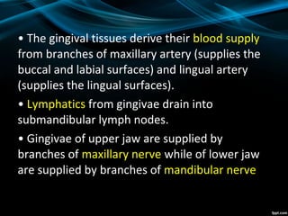 • The gingival tissues derive their blood supply
from branches of maxillary artery (supplies the
buccal and labial surfaces) and lingual artery
(supplies the lingual surfaces).
• Lymphatics from gingivae drain into
submandibular lymph nodes.
• Gingivae of upper jaw are supplied by
branches of maxillary nerve while of lower jaw
are supplied by branches of mandibular nerve
 