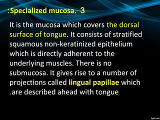 3.Specialized mucosa:
It is the mucosa which covers the dorsal
surface of tongue. It consists of stratified
squamous non-keratinized epithelium
which is directly adherent to the
underlying muscles. There is no
submucosa. It gives rise to a number of
projections called lingual papillae which
are described ahead with tongue.
 