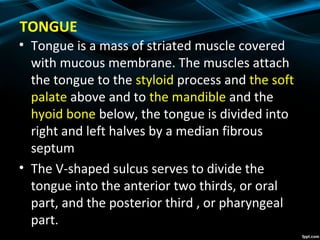 TONGUE
• Tongue is a mass of striated muscle covered
with mucous membrane. The muscles attach
the tongue to the styloid process and the soft
palate above and to the mandible and the
hyoid bone below, the tongue is divided into
right and left halves by a median fibrous
septum
• The V-shaped sulcus serves to divide the
tongue into the anterior two thirds, or oral
part, and the posterior third , or pharyngeal
part.
 