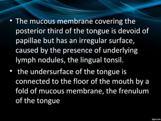 • The mucous membrane covering the
posterior third of the tongue is devoid of
papillae but has an irregular surface,
caused by the presence of underlying
lymph nodules, the lingual tonsil.
• the undersurface of the tongue is
connected to the floor of the mouth by a
fold of mucous membrane, the frenulum
of the tongue
 