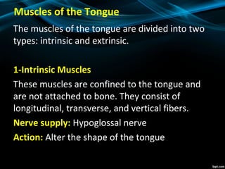Muscles of the Tongue
The muscles of the tongue are divided into two
types: intrinsic and extrinsic.
1-Intrinsic Muscles
These muscles are confined to the tongue and
are not attached to bone. They consist of
longitudinal, transverse, and vertical fibers.
Nerve supply: Hypoglossal nerve
Action: Alter the shape of the tongue
 