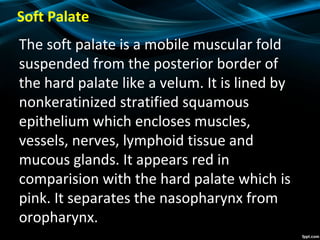 Soft Palate
The soft palate is a mobile muscular fold
suspended from the posterior border of
the hard palate like a velum. It is lined by
nonkeratinized stratified squamous
epithelium which encloses muscles,
vessels, nerves, lymphoid tissue and
mucous glands. It appears red in
comparision with the hard palate which is
pink. It separates the nasopharynx from
oropharynx.
 
