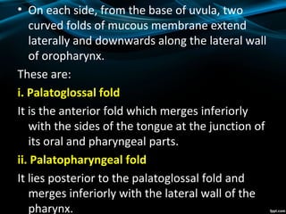 • On each side, from the base of uvula, two
curved folds of mucous membrane extend
laterally and downwards along the lateral wall
of oropharynx.
These are:
i. Palatoglossal fold
It is the anterior fold which merges inferiorly
with the sides of the tongue at the junction of
its oral and pharyngeal parts.
ii. Palatopharyngeal fold
It lies posterior to the palatoglossal fold and
merges inferiorly with the lateral wall of the
pharynx.
 