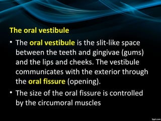 The oral vestibule
• The oral vestibule is the slit-like space
between the teeth and gingivae (gums)
and the lips and cheeks. The vestibule
communicates with the exterior through
the oral fissure (opening).
• The size of the oral fissure is controlled
by the circumoral muscles
 