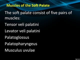 Muscles of the Soft Palate
The soft palate consist of five pairs of
muscles:
Tensor veli palatini
Levator veli palatini
Palatoglossus
Palatopharyngeus
Musculus uvulae
 