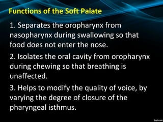 Functions of the Soft Palate
1. Separates the oropharynx from
nasopharynx during swallowing so that
food does not enter the nose.
2. Isolates the oral cavity from oropharynx
during chewing so that breathing is
unaffected.
3. Helps to modify the quality of voice, by
varying the degree of closure of the
pharyngeal isthmus. 
 