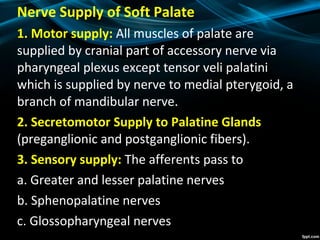 Nerve Supply of Soft Palate
1. Motor supply: All muscles of palate are
supplied by cranial part of accessory nerve via
pharyngeal plexus except tensor veli palatini
which is supplied by nerve to medial pterygoid, a
branch of mandibular nerve.
2. Secretomotor Supply to Palatine Glands
(preganglionic and postganglionic fibers).
3. Sensory supply: The afferents pass to
a. Greater and lesser palatine nerves
b. Sphenopalatine nerves
c. Glossopharyngeal nerves
 