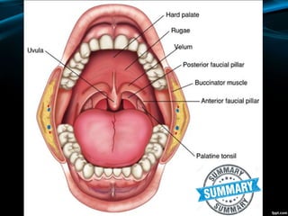 Oral region