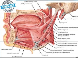 Oral region