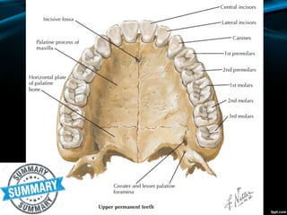 Oral region