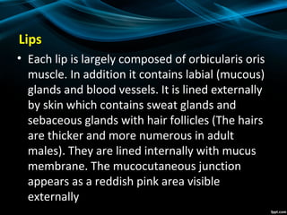Lips
• Each lip is largely composed of orbicularis oris
muscle. In addition it contains labial (mucous)
glands and blood vessels. It is lined externally
by skin which contains sweat glands and
sebaceous glands with hair follicles (The hairs
are thicker and more numerous in adult
males). They are lined internally with mucus
membrane. The mucocutaneous junction
appears as a reddish pink area visible
externally
 