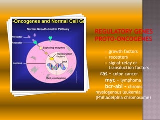 growth factors
 receptors
 signal-relay or
transduction factors
ras - colon cancer
myc - lymphoma
bcr-abl - chronic
myelogenous leukemia
(Philladelphia chromosome)


 