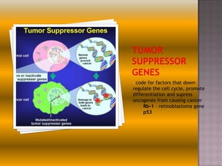 - code for factors that down-

regulate the cell cycle, promote
differentiation and supress
oncogenes from causing cancer
Rb-1 – retinoblastoma gene
p53

 