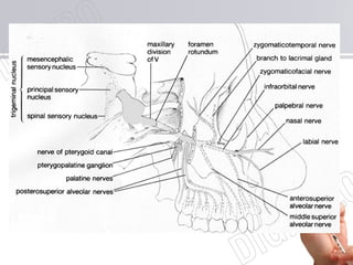 Maxillary nerve V2
 