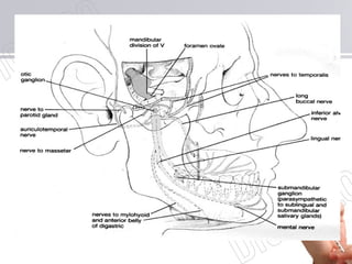 Mandibular nerve V3
 