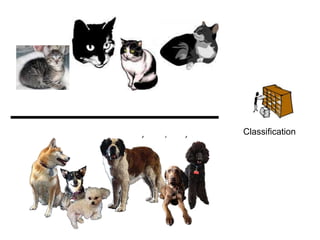 Classification