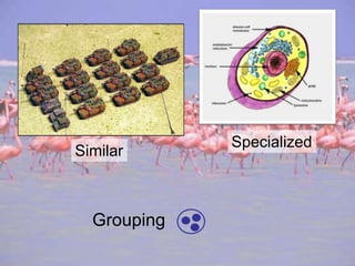 SpecializedSimilarGrouping