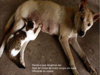 Sendo o que devemos ser, Sem ter inveja de quem ocupa um lugar Diferente do nosso.” 