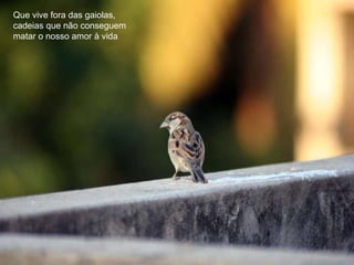 Que vive fora das gaiolas, cadeias que não conseguem matar o nosso amor à vida 