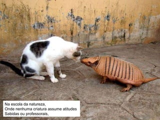 Na escola da natureza, Onde nenhuma criatura assume atitudes  Sabidas ou professorais, 