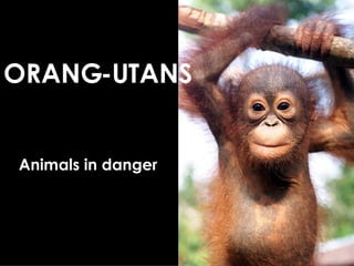 ORANG-UTANS Animals in danger 