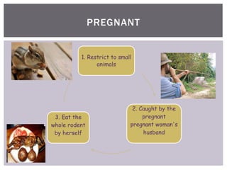 PREGNANT
1. Restrict to small
animals
2. Caught by the
pregnant
pregnant woman's
husband
3. Eat the
whole rodent
by herself
 