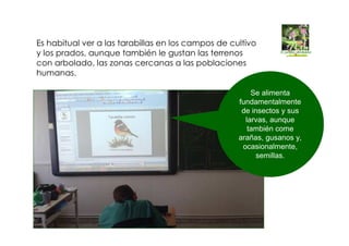 Es habitual ver a las tarabillas en los campos de cultivo
y los prados, aunque también le gustan las terrenos
con arbolado, las zonas cercanas a las poblaciones
humanas.
Se alimenta
fundamentalmente
de insectos y sus
larvas, aunque
también come
arañas, gusanos y,
ocasionalmente,
semillas.
 