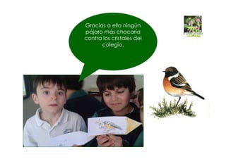 Gracias a ella ningún
pájaro más chocaría
contra los cristales del
colegio.
 