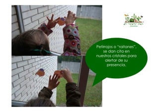 El “huertín” de la
Corolla
Petirrojos o “raitanes”,
se dan cita en
nuestros cristales para
alertar de su
presencia.
 