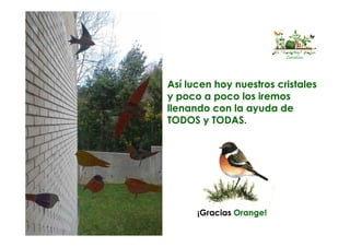 Así lucen hoy nuestros cristales
y poco a poco los iremos
llenando con la ayuda de
TODOS y TODAS.
¡Gracias Orange!
El “huertín” de la
Corolla
 